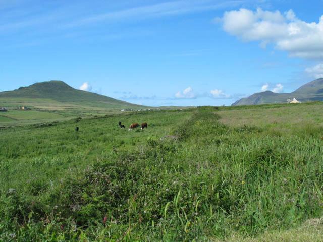 Coill An Rois B&B Ballydavid Buitenkant foto