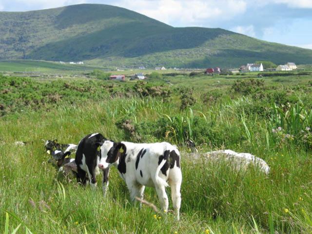 Coill An Rois B&B Ballydavid Buitenkant foto
